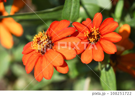 ヒャクニチソウ（百日草） 108251722