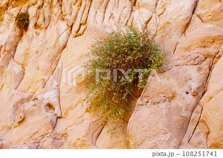 Young green bushes grow on the slope of the mountain. Young green bushes grow on the slope of the mountain. 108251741