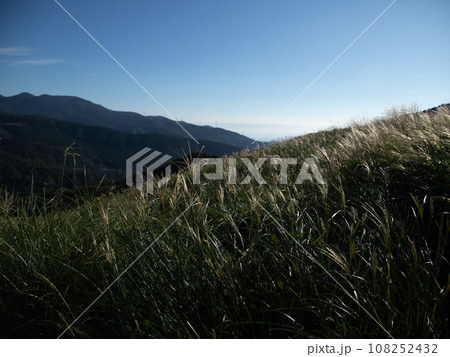 秋の風景　すすき 108252432