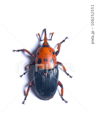 Top view of Palm Weevil Top view of Palm Weevil 108252551