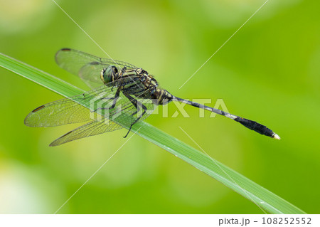 Green Skimmer Dragonfly perching on grass leaf Green Skimmer Dragonfly perching on grass leaf 108252552