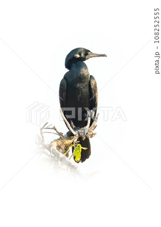 Indian Cormorant perching on a tree branch 108252555