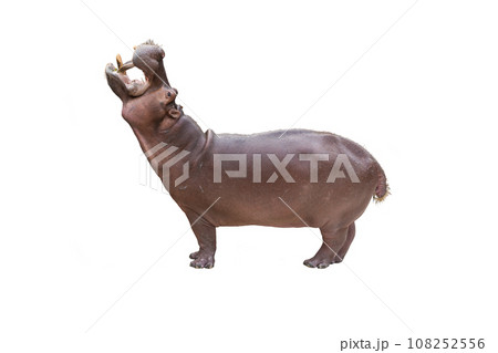 Hippopotamus isolated on white background Hippopotamus isolated on white background 108252556