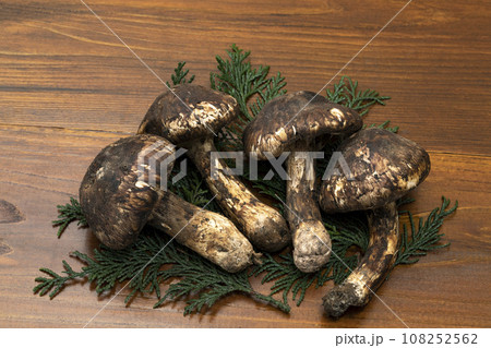 Autumn taste matsutake mushrooms placed on a board - Stock Photo