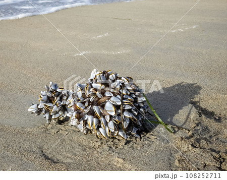Goose barnacles barnacle on a bottle at sea beach 108252711