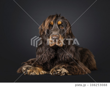 Cocker Spaniel on black background 108253088