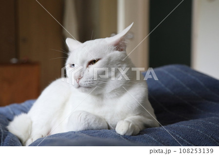 Khao Manee Cat 108253139