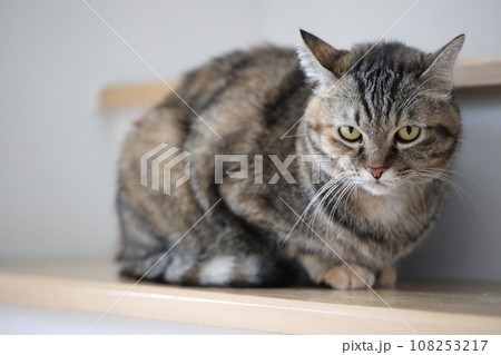 Adult Tabby Cat Adult Tabby Cat 108253217