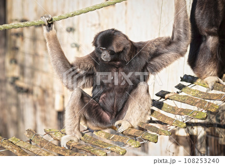 Grey Gibbon sitting Grey Gibbon sitting 108253240