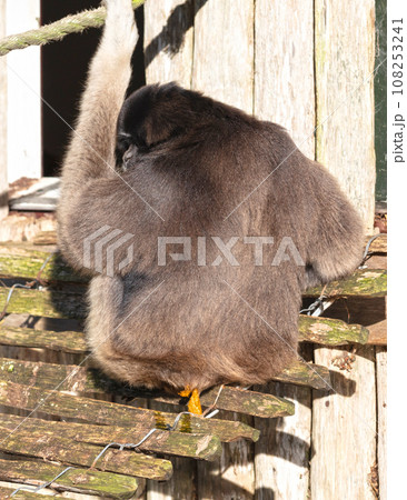 Grey Gibbon pooing Grey Gibbon pooing 108253241