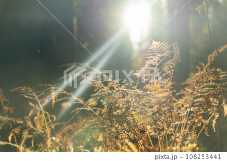 Delicate fern leaves will captivate the eye with their elegance Delicate fern leaves will captivate the eye with their elegance 108253441