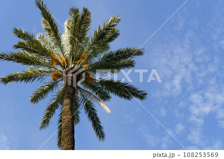 Palm tree branches against the blue sky. Palm tree branches against the blue sky. 108253569