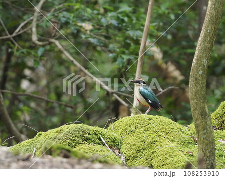 ヤイロチョウ 108253910