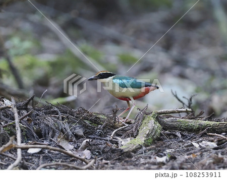 ヤイロチョウ ヤイロチョウ 108253911