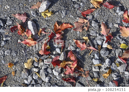 The rocky soil is strewn with autumn red and yellow leaves 108254151
