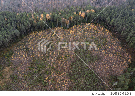 Aerial view of autumn forest with a clearing of young trees. 108254152