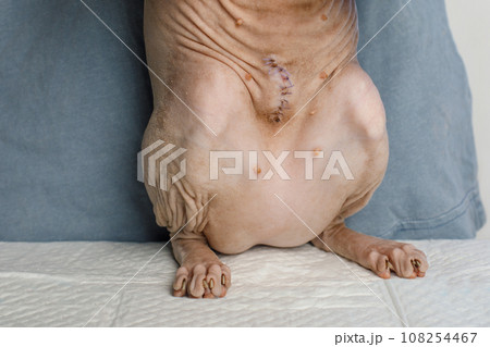 Stomach of Canadian Sphynx closeup. Suture scar after neutering surgery 108254467