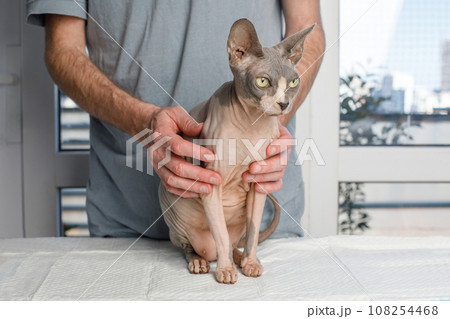Grey cat in veterinary clinic closeup 108254468