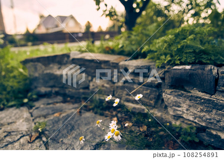 The stone staircase is made of large stones. Planted with green plants for landscaping or garden design. High quality photo The stone staircase is made of large stones. Planted with green plants for landscaping or garden design. High quality photo 108254891