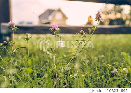 Selective focus on the grass where meadow clover grows, blooming against the background of a country house. The concept of suburban life with space to copy. High quality photo Selective focus on the grass where meadow clover grows, blooming against the background of a country house. The concept of suburban life with space to copy. High quality photo 108254895