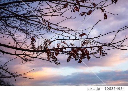 京都盆地の秋、晩秋の桂川付近、パステルカラーに染まった夕暮れ空と、桜の枝に残された虫食いの枯れ葉 108254984