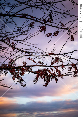 京都盆地の秋、晩秋の桂川付近、パステルカラーに染まった夕暮れ空と、桜の枝に残された虫食いの枯れ葉 108254990