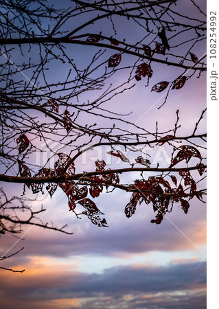 京都盆地の秋、晩秋の桂川付近、パステルカラーに染まった夕暮れ空と、桜の枝に残された虫食いの枯れ葉 108254992