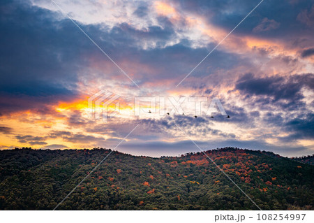 京都盆地の秋、晩秋の桂川河川敷、パステルカラーに染まった夕暮れ空を飛ぶ渡り鳥の群れと、紅葉に染まった 108254997