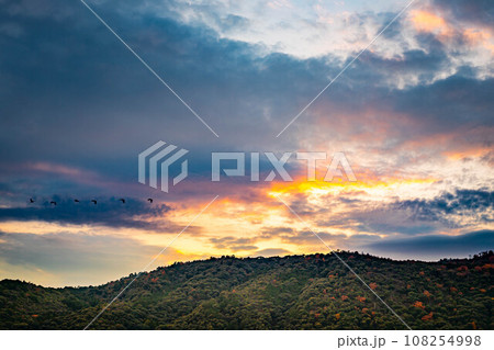 京都盆地の秋、晩秋の桂川河川敷、パステルカラーに染まった夕暮れ空を飛ぶ渡り鳥の群れと、紅葉に染まった 108254998
