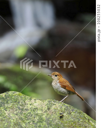 ホントウアカヒゲ 108255032