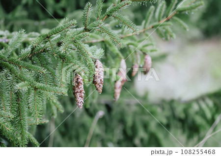 Fir-tree branches with cones. Evergreen spruce trees in a wild forest. Fir-tree branches with cones. Evergreen spruce trees in a wild forest. 108255468