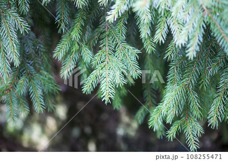 Fir-tree branches. Evergreen spruce trees in a wild forest. 108255471