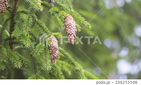 Fir-tree branches with cones. Evergreen spruce trees in a wild forest. Fir-tree branches with cones. Evergreen spruce trees in a wild forest. 108255506