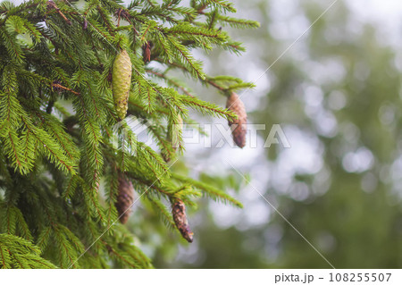 Fir-tree branches with cones. Evergreen spruce trees in a wild forest. Fir-tree branches with cones. Evergreen spruce trees in a wild forest. 108255507