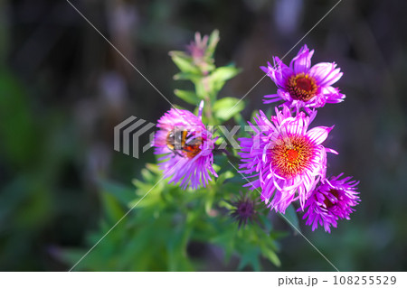 Purple aster flowers in bloom in autumn day. Purple aster flowers in bloom in autumn day. 108255529