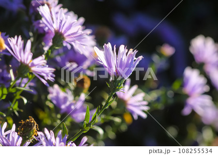 Purple aster flowers in bloom in autumn day. 108255534