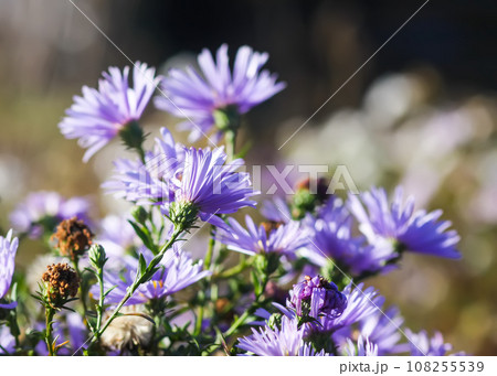Purple aster flowers in bloom in autumn day. 108255539