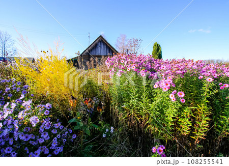 Bright flowers in bloom in autumn day. Autumn nature details in the countryside. 108255541