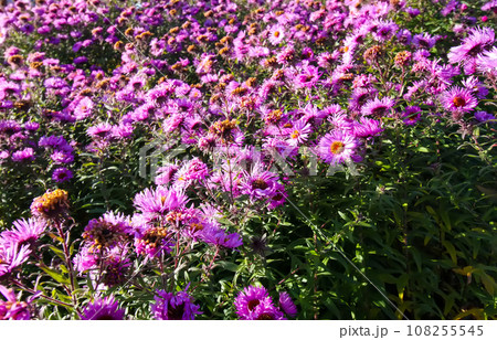Purple aster flowers in bloom in autumn day. Purple aster flowers in bloom in autumn day. 108255545