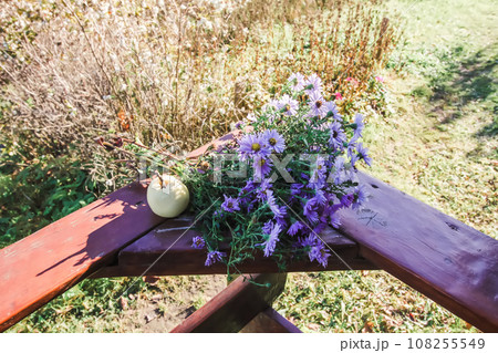 Purple aster flowers in bloom in autumn day. 108255549