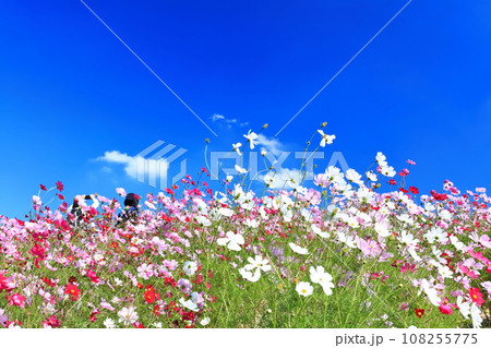 【香川県】秋の国営讃岐まんのう公園(コスモス) 【香川県】秋の国営讃岐まんのう公園(コスモス) 108255775
