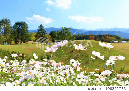 【香川県】秋の国営讃岐まんのう公園（コスモス） 108255778