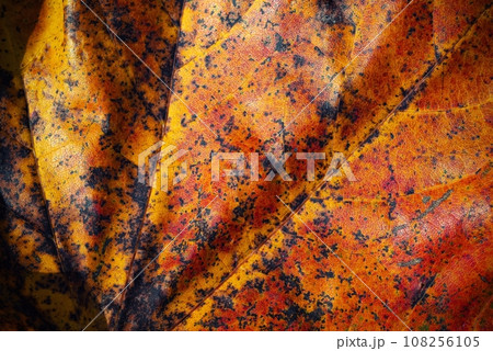 abstract detail of an autumn leaf of a tree abstract detail of an autumn leaf of a tree 108256105