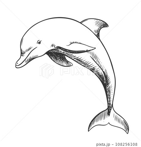 A cheerful dolphin jumping out of the water. Vector illustration in engraving style. Clipart for the emblem made with a thin black line on a white background. A cheerful dolphin jumping out of the water. Vector illustration in engraving style. Clipart for the emblem made with a thin black line on a white background. 108256108