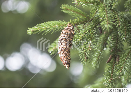 Close up of the fir-tree branches in a wild forest. Close up of the fir-tree branches in a wild forest. 108256149