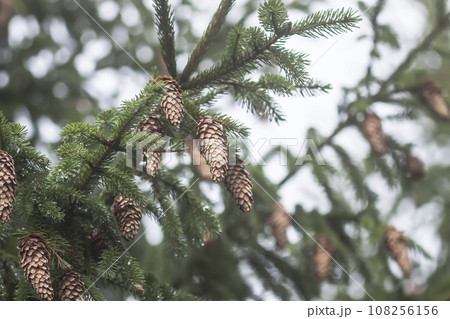 Close up of the fir-tree branches in a wild forest. Close up of the fir-tree branches in a wild forest. 108256156