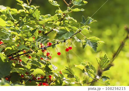 Ripening red currant berries. Ripening red currant berries. 108256215