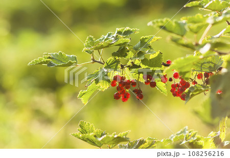 Ripening red currant berries. 108256216