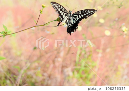 秋の庭を飛び回るアゲハチョウ 108256335