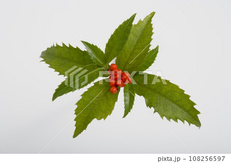 千両 千両 108256597